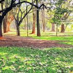 ಮೈಸೂರು ಬ್ಯಾಂಕ್ ಸರ್ಕಲ್‌ನಲ್ಲಿ 15 ಅಡಿ ರಾಮನ ಮೂರ್ತಿ!